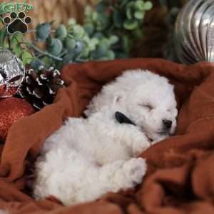 Frosty (tiny), Bichon Frise Puppy